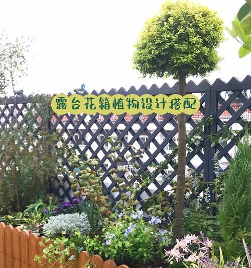 麦壳种植君子兰怎么养护？使用麦壳作为介质的君子兰养护技巧是什么？