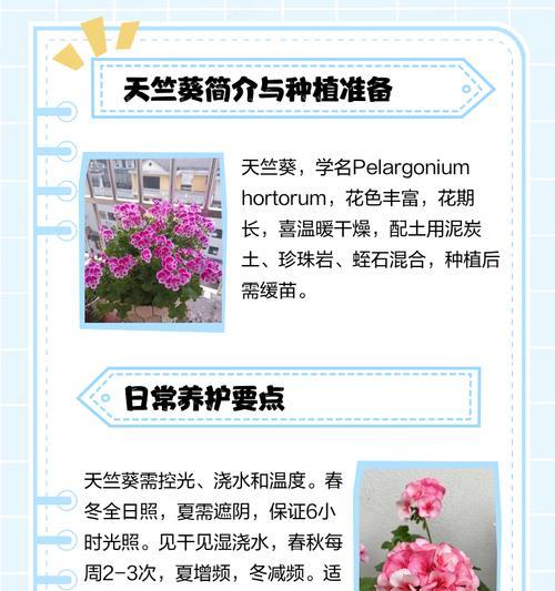 天竺葵老桩种植方法是什么？