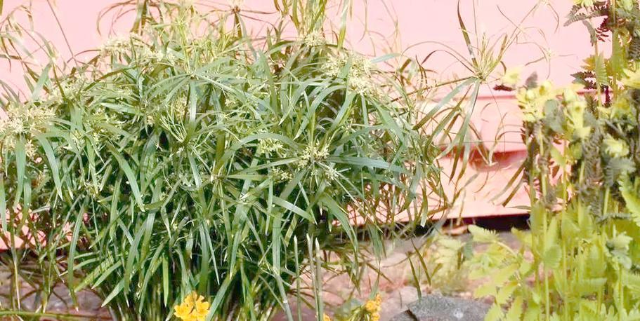 浙江适合养殖哪些水生植物？