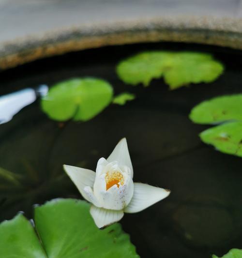 浙江适合养殖哪些水生植物？