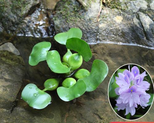 浙江适合养殖哪些水生植物？