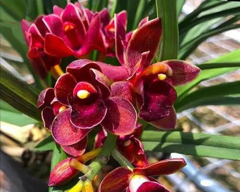 红月兰花栽培技术要点有哪些？栽培过程中的关键步骤是什么？