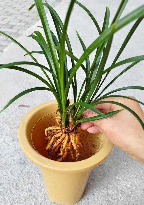 红月兰花栽培技术要点有哪些？栽培过程中的关键步骤是什么？
