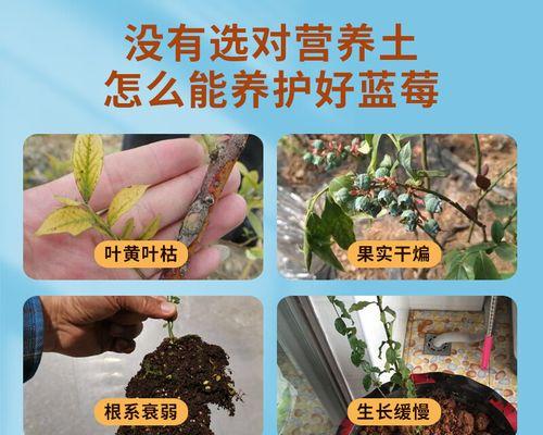 蓝莓花栽培的关键技术要点是什么？如何提高蓝莓花的成活率？