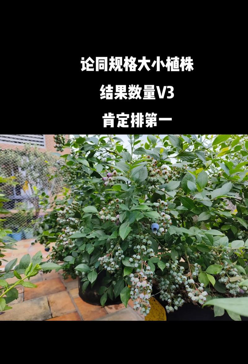 蓝莓花栽培的关键技术要点是什么？如何提高蓝莓花的成活率？