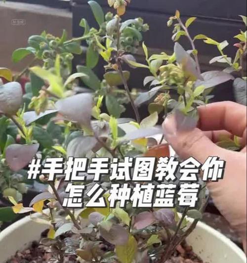 蓝莓花栽培的关键技术要点是什么？如何提高蓝莓花的成活率？