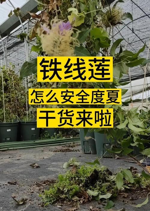 夏天铁线莲根部不透气会导致什么问题？