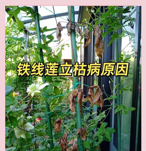 夏天铁线莲根部不透气会导致什么问题？