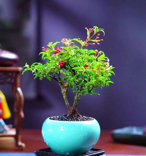 装修好的房子如何摆放盆景？有哪些美观的摆放技巧？