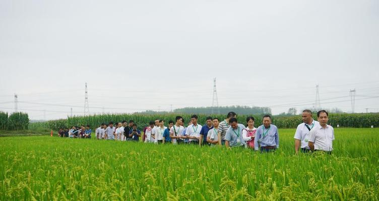 稻谷的最佳播种季节是什么时候？