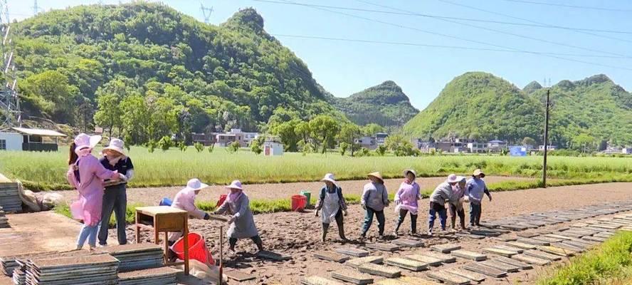稻谷的最佳播种季节是什么时候？