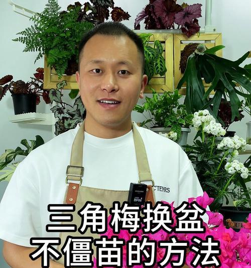 提根款三角梅换盆的正确步骤是什么？