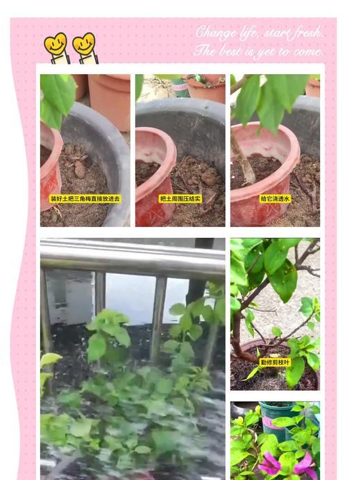 提根款三角梅换盆的正确步骤是什么？