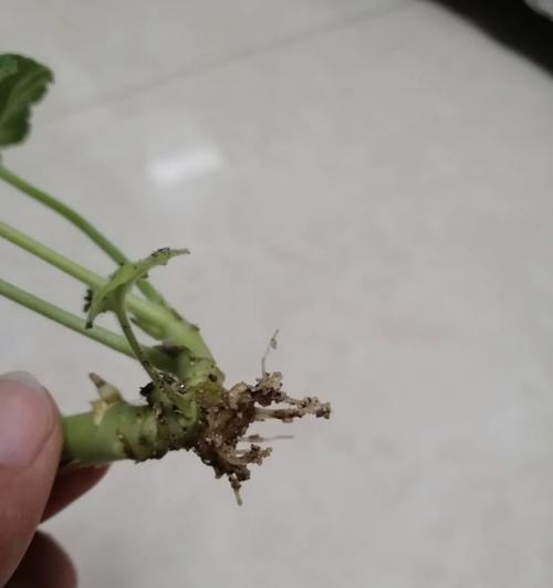 黑腐天竺葵怎么办？有效处理技巧是什么？
