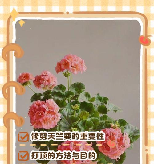 黑腐天竺葵怎么办？有效处理技巧是什么？
