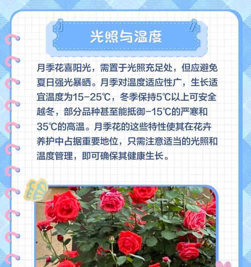 东洋菊与月季的区分及养护方法？