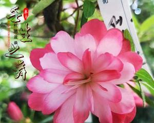 东洋菊与月季的区分及养护方法？