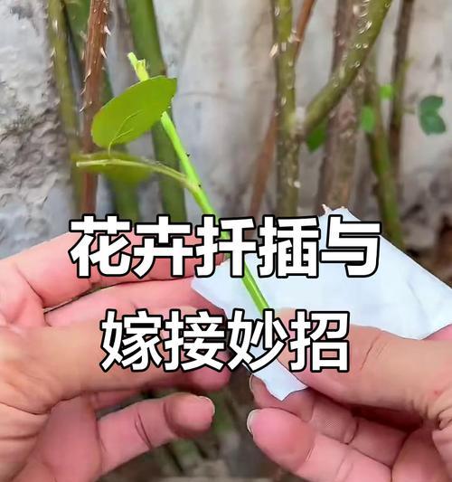 月季无叶情况下如何促进生根？