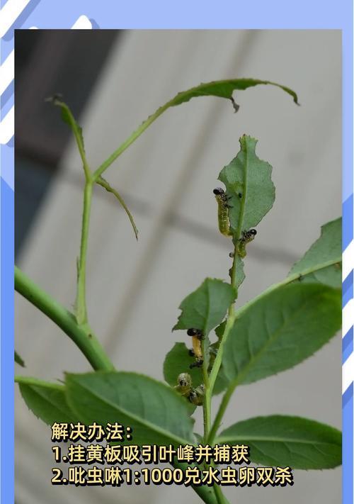 月季无叶情况下如何促进生根？