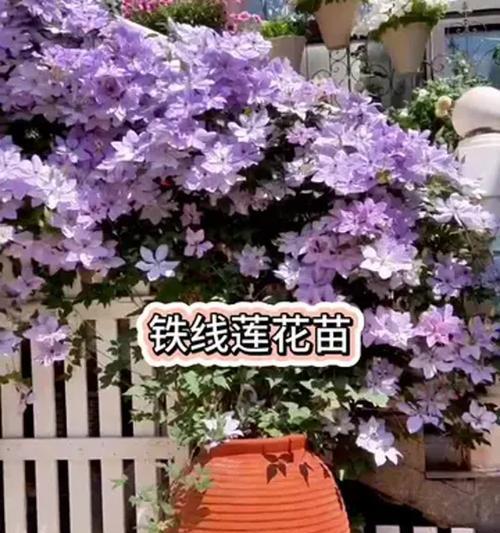 铁线莲种子繁殖的步骤和技巧是什么？
