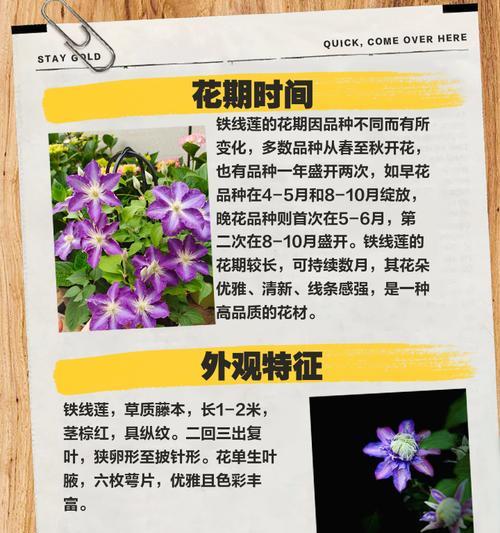 铁线莲种子繁殖的步骤和技巧是什么？