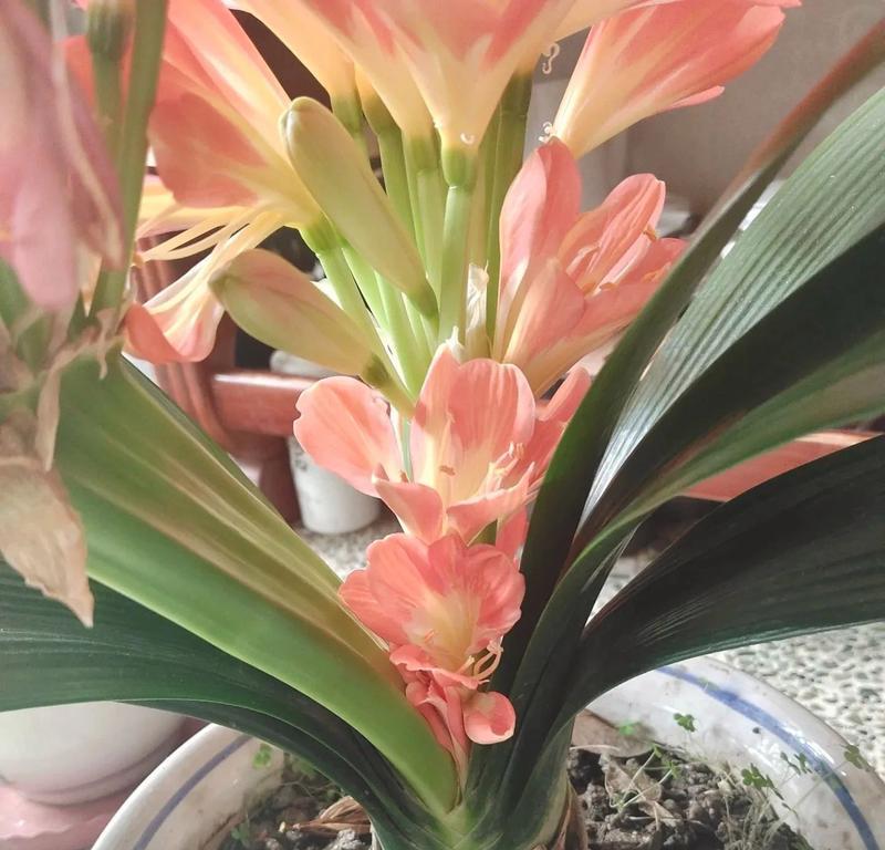 君子兰初现花箭的特征是什么？