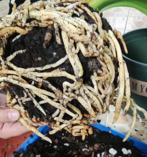 君子兰初现花箭的特征是什么？