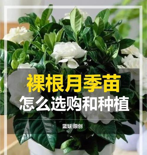 土豆催根月季的养护方法是什么？