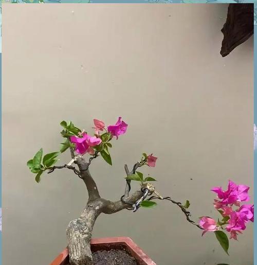 三角梅上生桩的正确方法是什么？