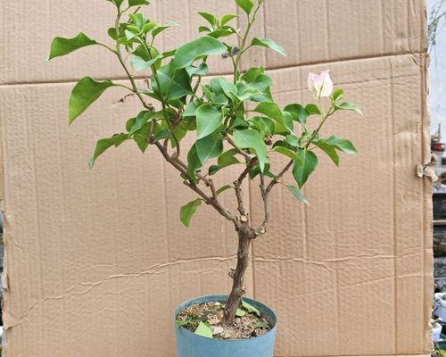 三角梅上生桩的正确方法是什么？