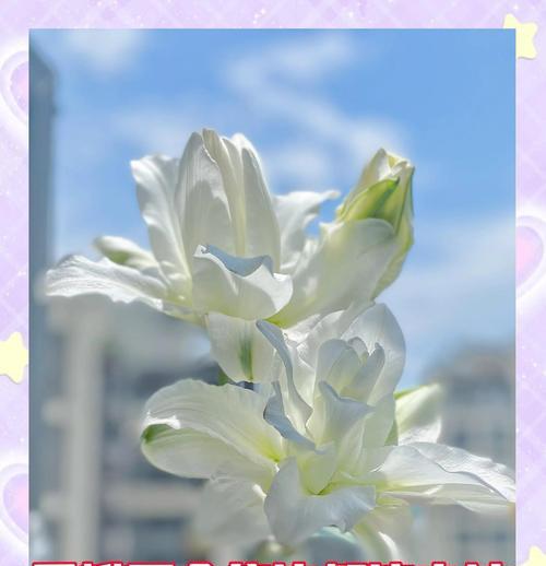 百合生长叶子发黄怎么办？可能的原因和解决方法是什么？
