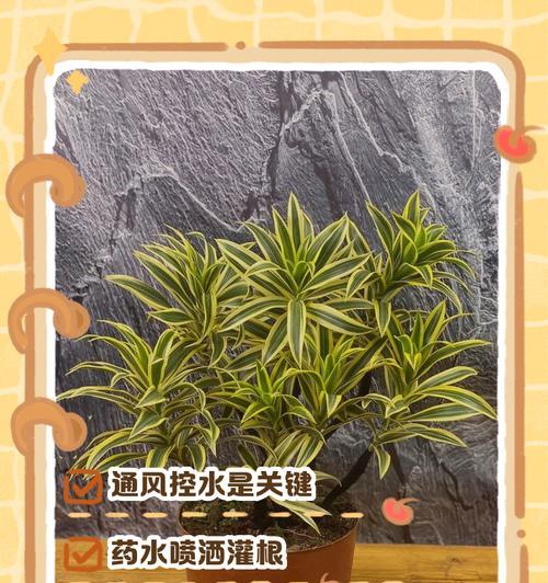 百合生长叶子发黄怎么办？可能的原因和解决方法是什么？