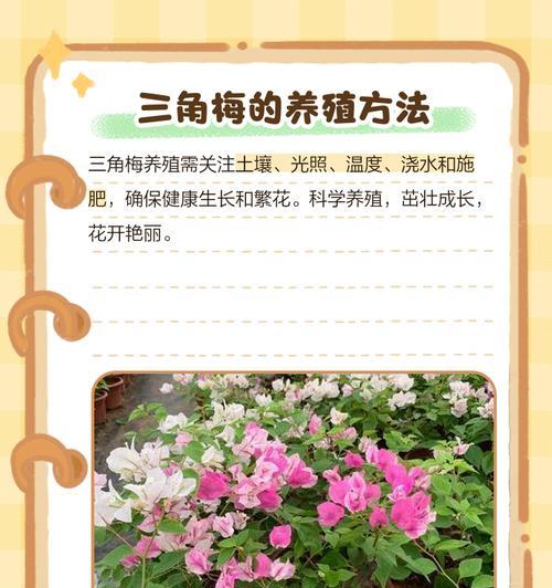 三角梅施肥方法及注意事项是什么？