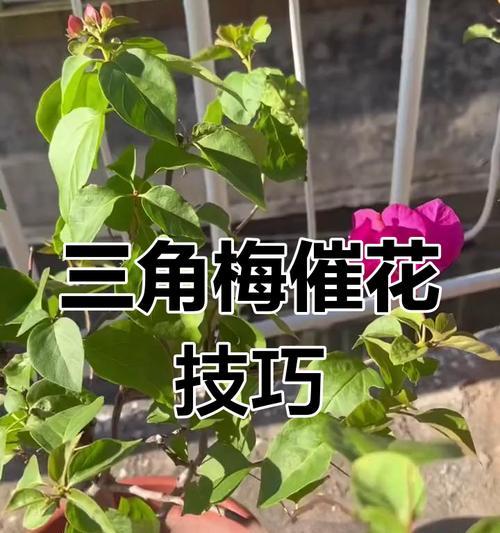 三角梅施肥方法及注意事项是什么？