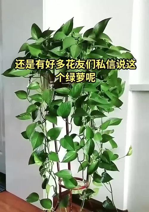 绿萝养护有哪些小技巧？如何让绿萝长得更茂盛？