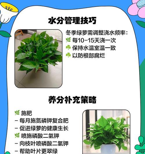绿萝养护有哪些小技巧？如何让绿萝长得更茂盛？