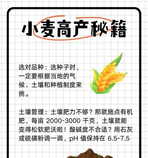 晚播小麦播种量增加原因？如何调整播种策略？