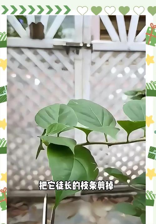 卡亚塔高飘三角梅的修剪技巧是什么？