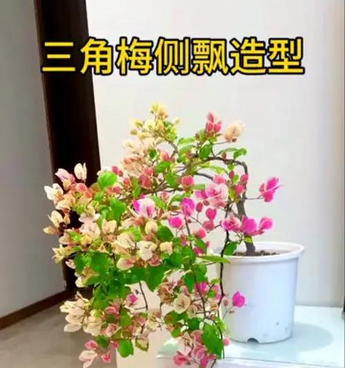 卡亚塔高飘三角梅的修剪技巧是什么？