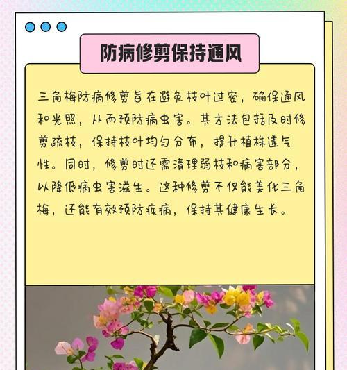 卡亚塔高飘三角梅的修剪技巧是什么？