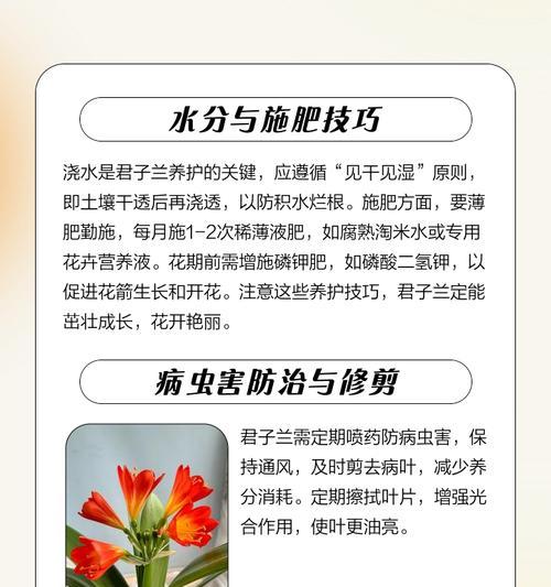 黄金万两君子兰的养护方法是什么？