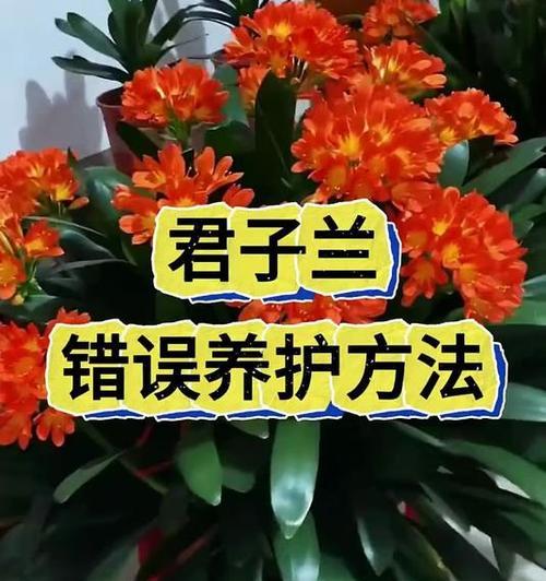 黄金万两君子兰的养护方法是什么？