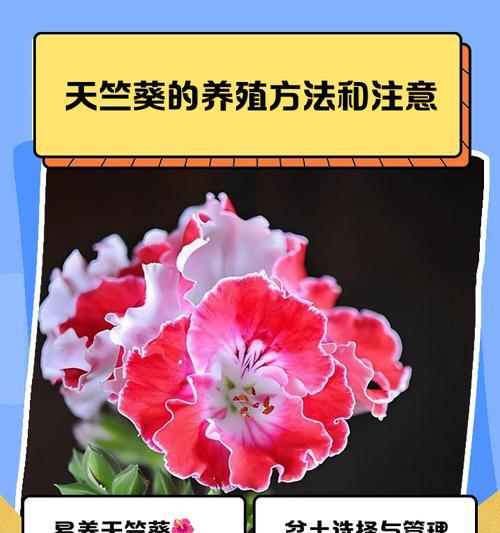 天竺葵是否需要补铁以及正确的养护方法是什么？