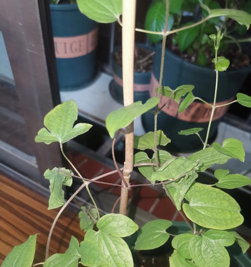 铁线莲花后叶子蔫萎的原因及解决办法？