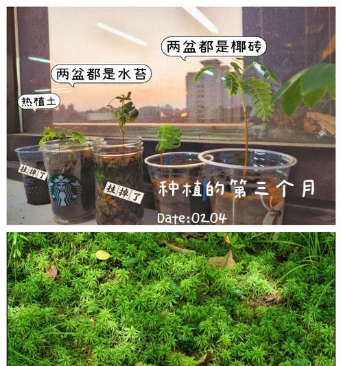 自制催芽水草肥料的方法是什么？