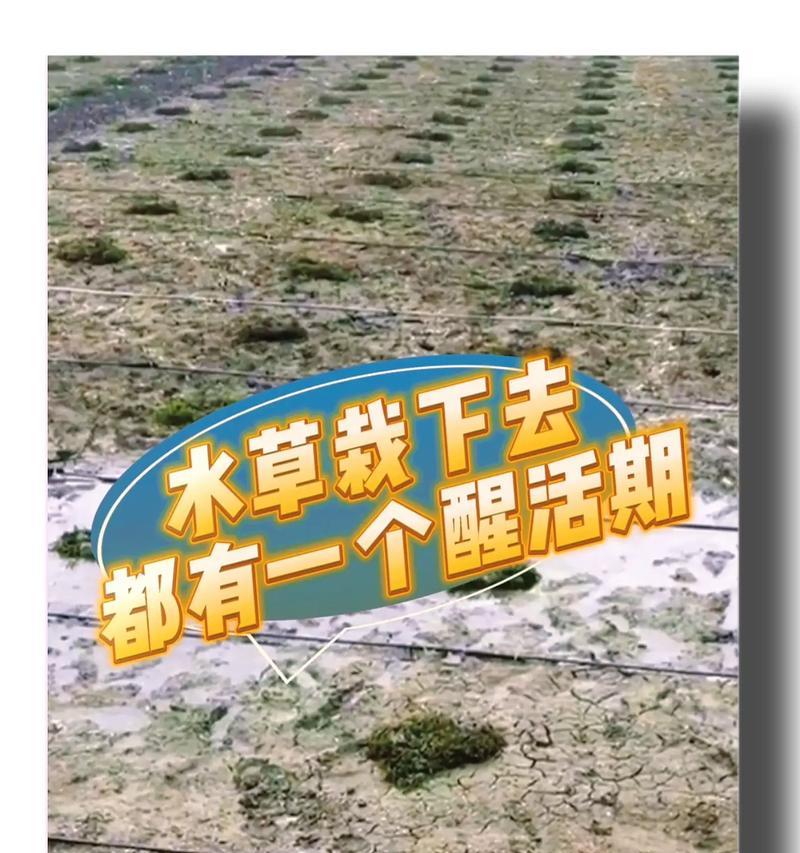 自制催芽水草肥料的方法是什么？