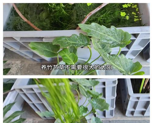 自制催芽水草肥料的方法是什么？