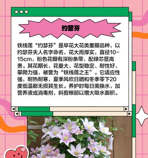铁线莲什么时候开花？盛开季节的养护技巧是什么？