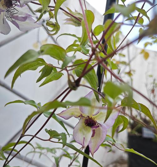 铁线莲什么时候开花？盛开季节的养护技巧是什么？
