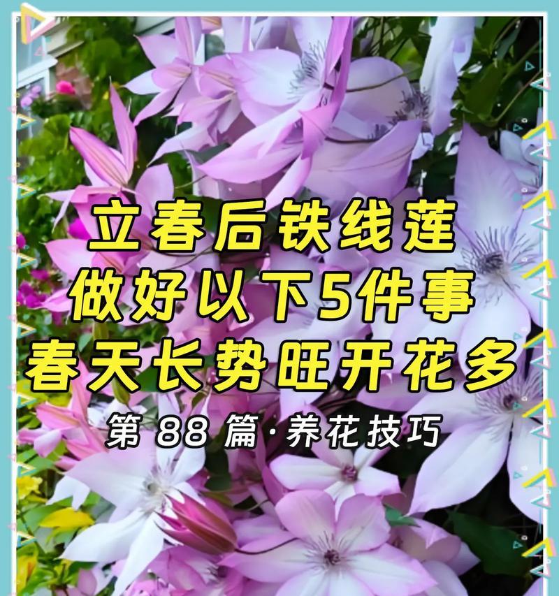 铁线莲什么时候开花？盛开季节的养护技巧是什么？